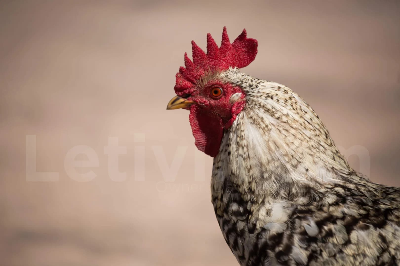 Why did the chicken cross the road?