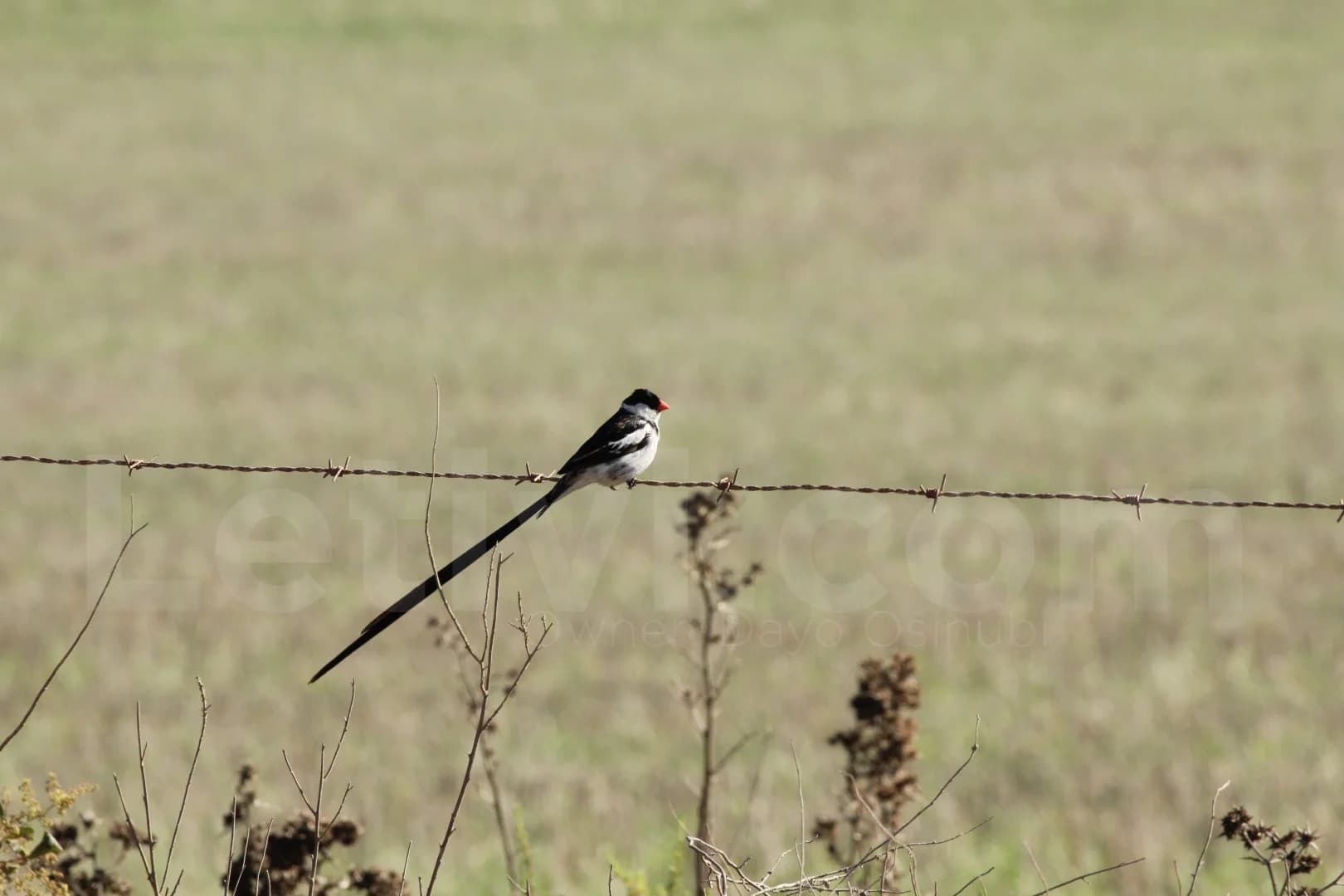 Tuxedo bird!