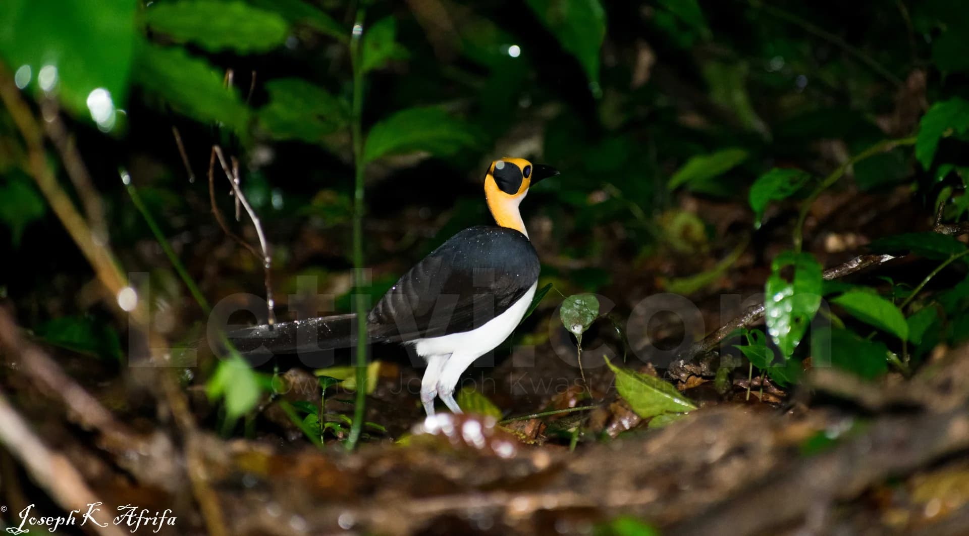 White-necked Picathartes